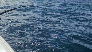 Shimano Beastmaster vs Snapper on the Cape Horn