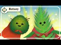 Exploring Bryophytes and Seedless Vascular Plants