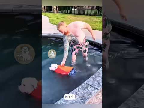 Los Perros y el Agua jajaja 🐾🐕🌊 #shorts #funny #perros
