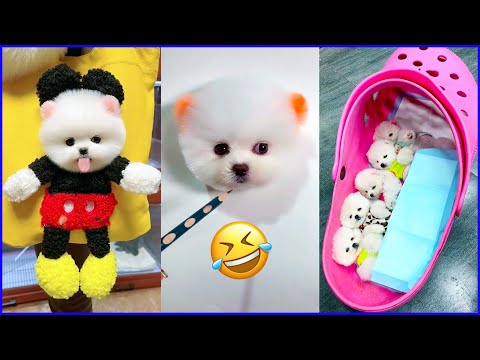 The Cutest Mini Pomeranians in the World 😍 Chó Phốc Sóc Mini Dễ Thương Nhất Thế Giới 🐾 #604