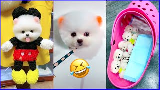The Cutest Mini Pomeranians in the World 😍 Chó Phốc Sóc Mini Dễ Thương Nhất Thế Giới 🐾 #604
