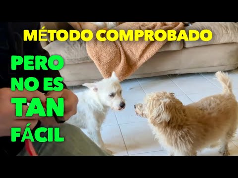 ¡¡CUIDADO!!   Como introducir un perrito nuevo con la manada...