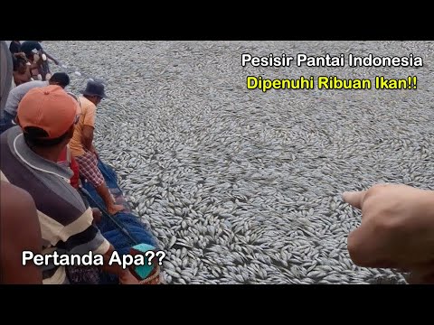 Warga Heboh! Ribuan Ikan Loncat ke Daratan Bikin Warga Ketar Ketir! Pertanda Apa?