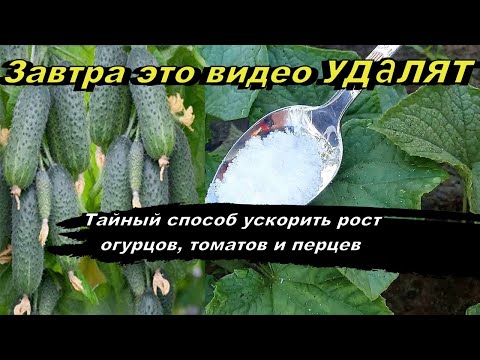 2 Ложки в воду и огурцы, томаты, перцы вмиг пойдут в рост