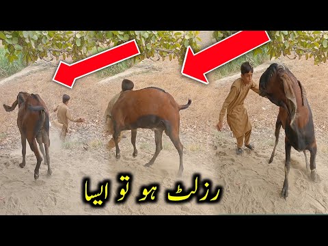 Nagra Beetal Goat's Herd Of Rana Sahab - Goats In Samundri