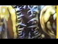 Giant Clams: Nature's Gentle Giants