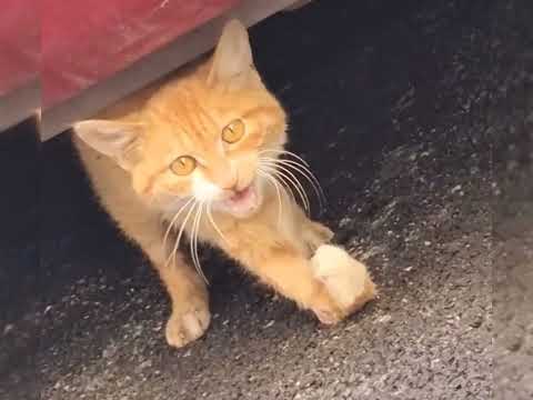 This Brave Cat Walks with Bent Legs to Answer People’s Call! 🐾❤️