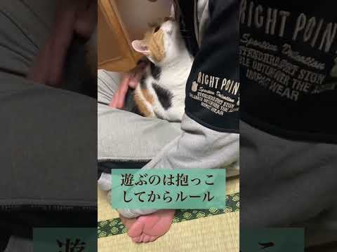 【三毛猫】遊ぶ前の恒例行事
