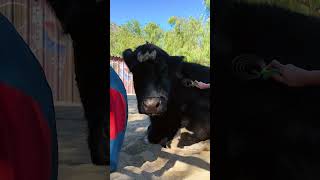 Life at The Gentle Barn