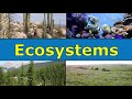Exploring Basic Ecosystems for Elementary Students