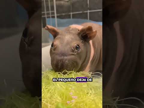 Nadie Quería Tocarlo Por Su Apariencia #animalrescue #animals