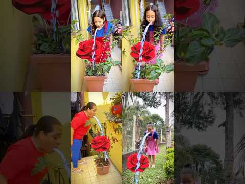 A Flor 馃尭 #youtubeshorts #shortsviral #memes #rosa #shortscomedy #funny #funnymeme #humor #shorts