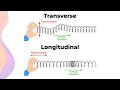 Exploring Mechanical and Electromagnetic Waves