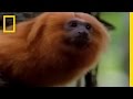 Golden Lion Tamarin and Its Habitat