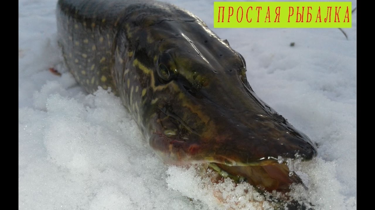 Дорогой и дешёвый воблер - попытка сравнить