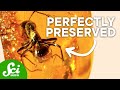 Amber Discoveries and Evolutionary Insights