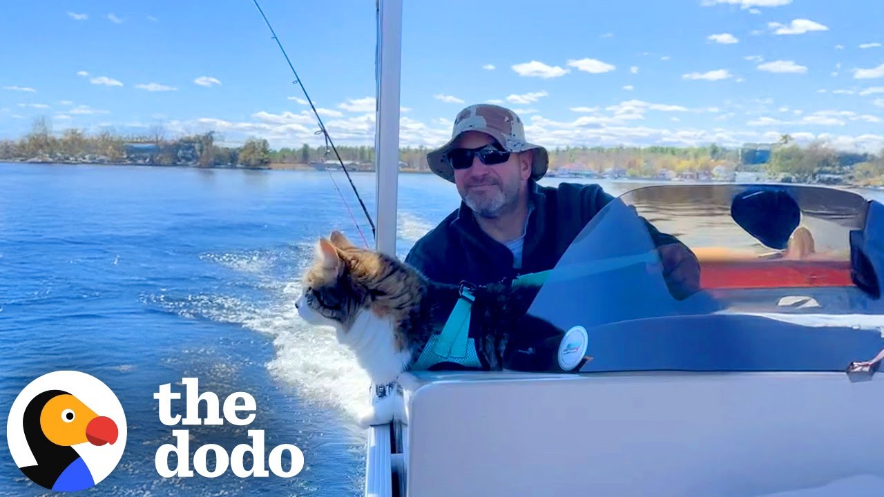 Guy Who Never Wanted A Cat Won't Leave Home Without Him Now - The Dodo