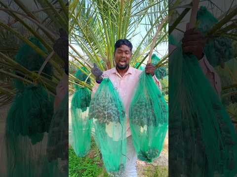 কাটতেছি খেজুর #youtubereels #see #cutting #dates #Work #Everyone #Farming #foryou