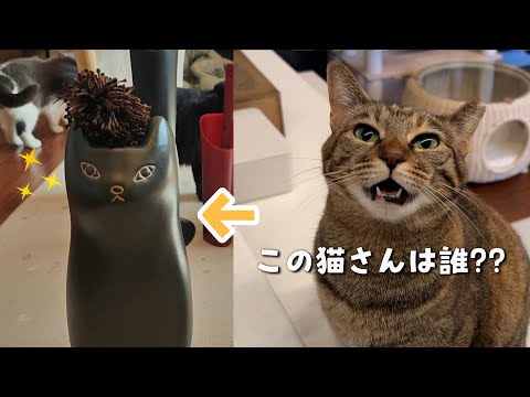 猫と暮らしていても諦めない！部屋を清潔に保てるアイテムはこれ