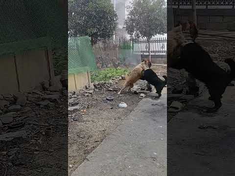 #animals #animal #dog #shorts #shortvideo #pets