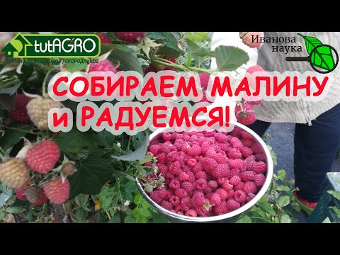 Два урожая малины в год. Когда обрезать ремонтантную малину, чтобы получать отличные урожаи.