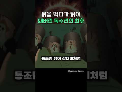 닭을 먹다가 닭의 돼버린 독수리의 최후
