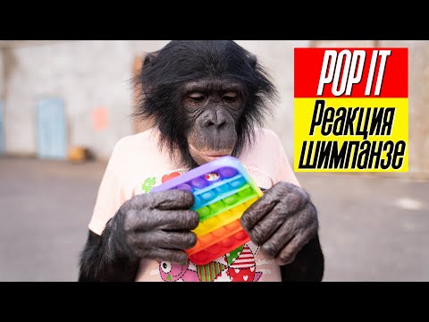 РЕАКЦИЯ ШИМПАНЗЕ НА ПОП ИТ // Омский цирк со львами // Подготовка нашего номера за кулисами