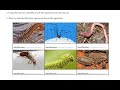 Food Chain and Population Dynamics