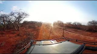 After a long drive in Tsavo East, heading back to Kipalo Hills camp.