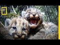 Understanding Cougars: A Wildlife Exploration