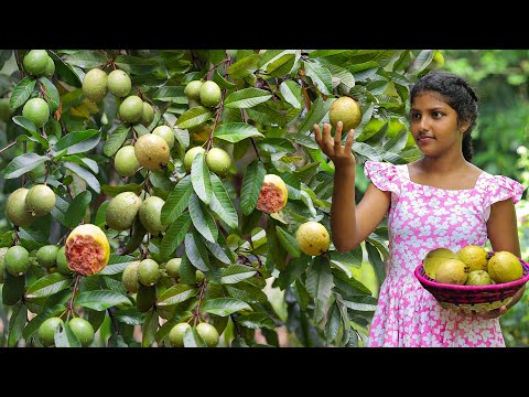 Fresh Guava🍈🍉Harvest in our backyard and Crispy Crabs recipe