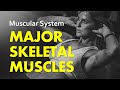 Key Muscles of the Body: Characteristics and Roles