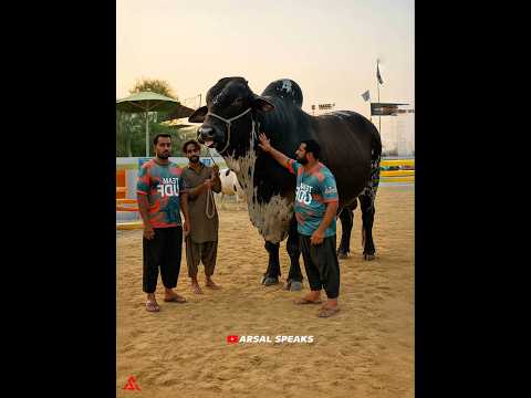 Don't Buy Such an Animal | Arsal Speaks