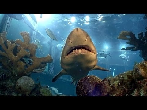 Aquarist For A Day at the New England Aquarium!