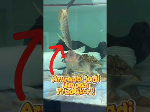 Eksperimen Gila: Arwana Hidup Buat Pakan! Endingnya NGERI! #ikan #predator #aquarium #shorts