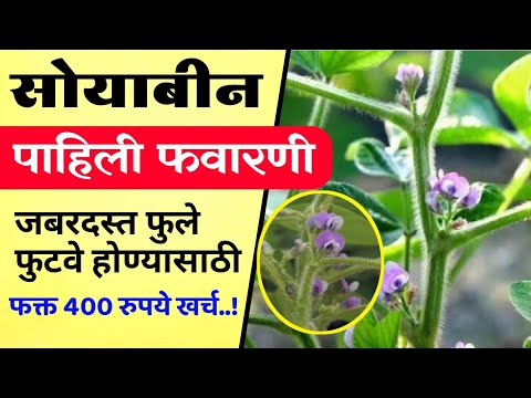 सोयाबीन पिकाला पहिली फवारणी कोणती घ्यावी / Soyabean pahili favarani