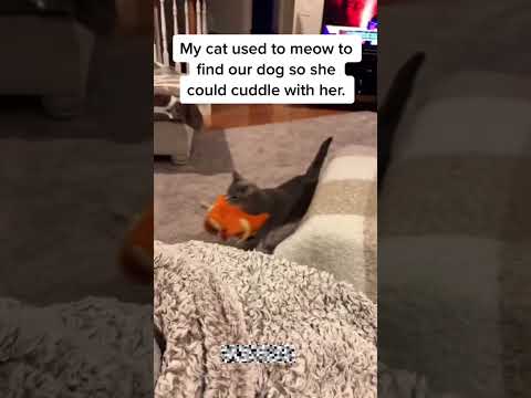 Friend went to the Rainbow Bridge,cat canโt handle it #cat #catlovers #cutecat #fyp #viralvideo