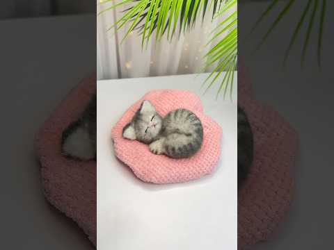 💖🐱Baby Kitten from a Sock 🧦 NO SEW ✨Looks So Real 😭💕 #diy #easycrafts #viral #trending
