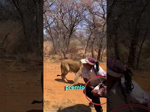 Este león se enoja con su cuidadora #leon #animales