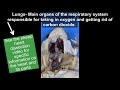 Frog Anatomy and Physiology