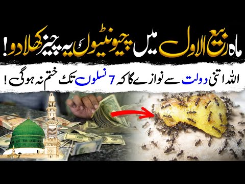 Feed Ants in Rabi ul Awal for Blessings | Allah Maqadar He Badal Dyga | Islamic Teacher