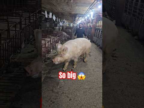 Big 🥚🐷  #pigging #farming #pig#shortvideo#shortsfeed #shorts #short #fyp #usa #india #subscribe #yt
