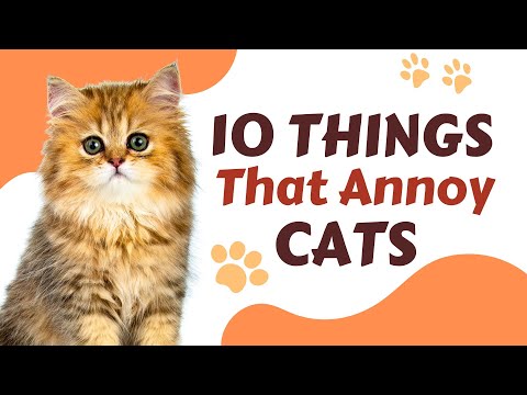 10 ऐसी चीज़ें जो बिल्लियों को पसंद नहीं | 10 Things That Annoy Cats