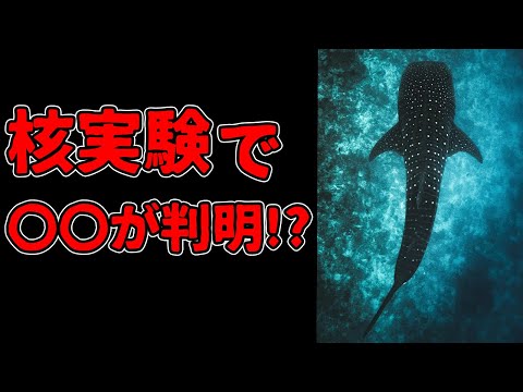 核実験でジンベエザメの〇〇がわかる！？【解説動画】