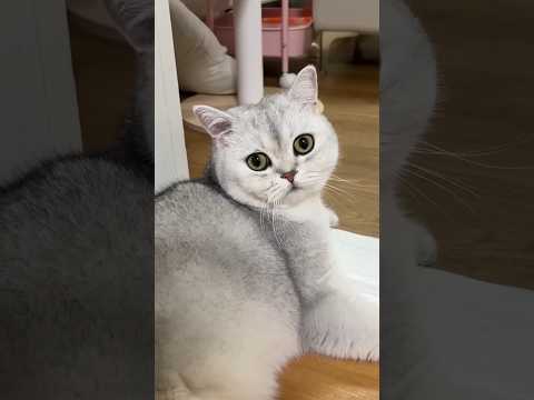 The cat replied