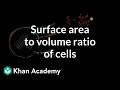 Exploring Surface Area to Volume Ratio in Cells