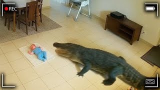 10 Ataques De Animales Salvajes a Humanos Captados En Cámara 😨