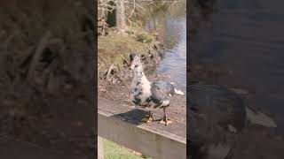 Natural sounds of the falls and lake. Mclaren falls Tauranga #lakeofthewoods
