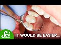 Understanding Teeth: Evolution and Specialization