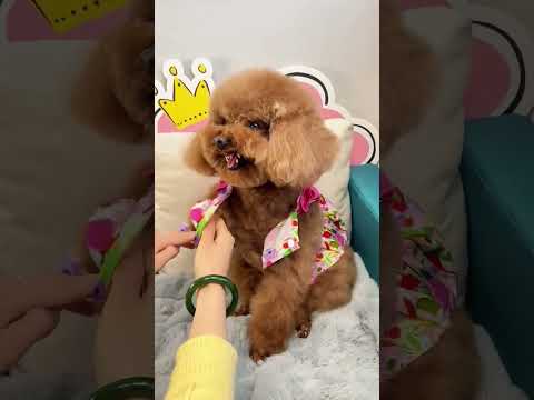 Flower Power Pup – Our Dog’s New Summer Look! #dogfashion #floraldogshirt